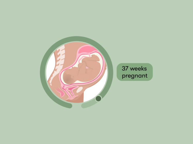 37 weeks pregnant Symptoms tips and baby development